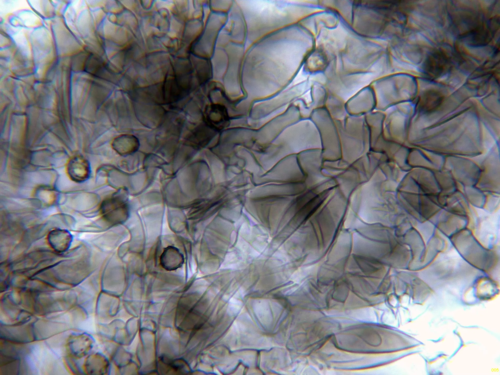 Microscopía de Tomentella ferruginella - 10 - Hifas subhimeniales KOH-005